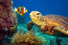 a sea turtle swims near anemone and clown fish