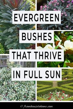 the words evergreen bushes that thive in full sun are overlaid with images of flowers and shrubs