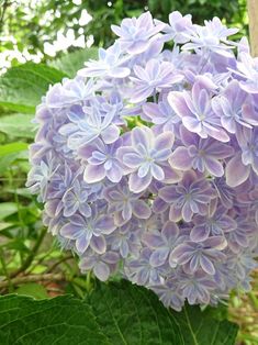 purple flowers with green leaves in the foreground and trees in the backgroud