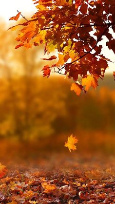 an autumn scene with leaves blowing in the wind