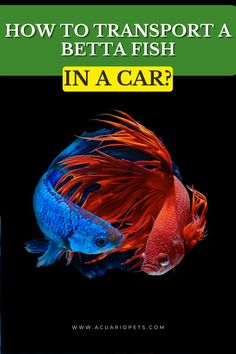 an orange and blue fish with the words how to transport a betta fish in a car