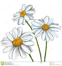 three white daisies with yellow centers