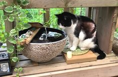 a black and white cat sitting on top of a wooden shelf next to a water fountain