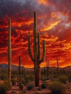 the sun is setting behind some tall cactus trees in the middle of the desert with red and orange clouds