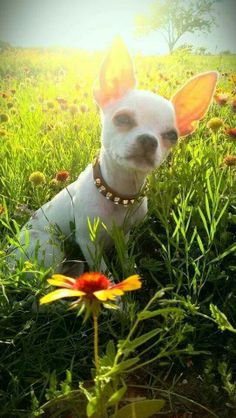 a small white dog sitting in the grass next to a yellow and red flower on a sunny day