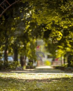 a park bench sitting in the middle of a lush green park