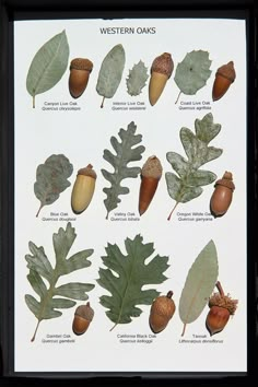 the different types of leaves and acorns are shown in this poster, which shows them