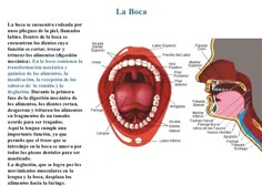 Dental Posters, Healthy Advice, Studying Inspo, Anatomy