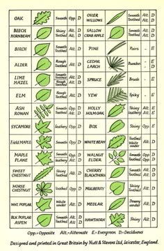 a diagram showing the different types of plants and their names, including leaves, flowers, and seeds