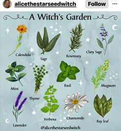 a bunch of different plants that are in the middle of an image with caption below