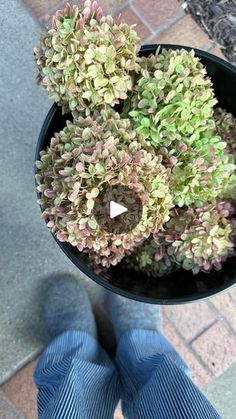 a person is holding a potted plant with green and pink flowers