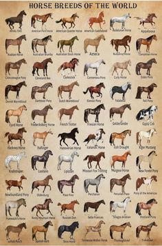 horse breeds of the world poster with all their names and horses in english or spanish