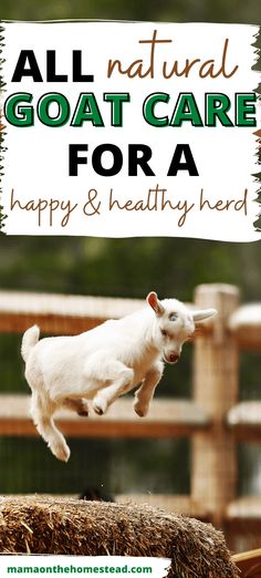 a goat jumping over hay with the words all natural goat care for a happy and healthy herd