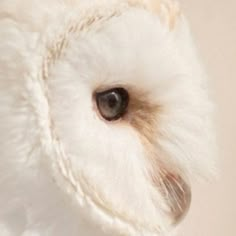 an owl's eye is shown in this close up photo, which appears to be white