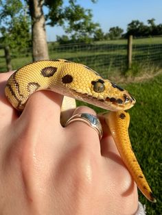 a person holding a small yellow snake in their hand