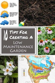 16 Tips For Creating A Low Maintainenance Garden Plant Hardiness Zone Map, Gardening Zones, Invasive Plants, Low Maintenance Landscaping, Magic Garden, Garden Help, Low Maintenance Garden