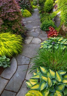 a stone path surrounded by lush green plants