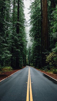 an empty road surrounded by tall trees in the middle of the forest with no one on it