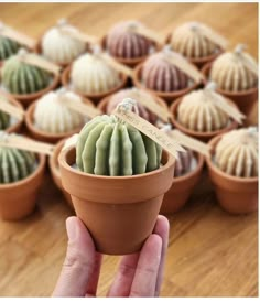 a hand is holding a small potted cactus in front of many smaller ones on the table