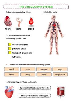 the circulator system worksheet with pictures and instructions for children to learn