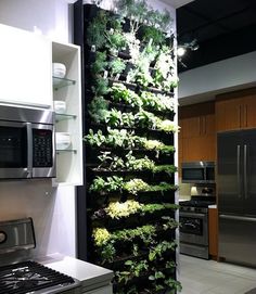 an instagram photo of a kitchen with plants growing on the wall and appliances in the background