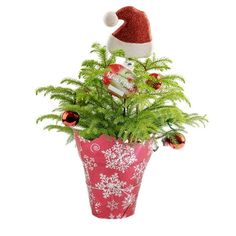 a potted plant with christmas decorations and a santa hat on it's head