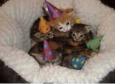 two kittens in a cat bed with party hats