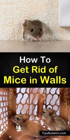 two mice in a cage with the text how to get rid of mice in walls