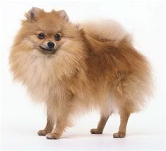 a small brown dog standing on top of a white floor