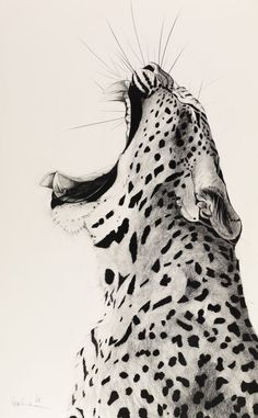 a black and white drawing of a cheetah looking up at something in the sky