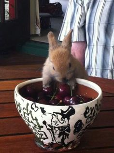 a small rabbit eating cherries in a bowl