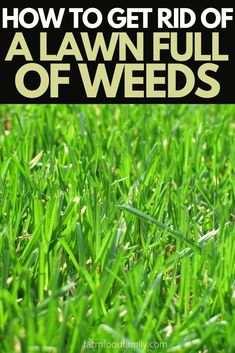 green grass with the words how to get rid of lawn full of weeds on it