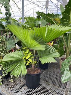 there are many tropical plants in the greenhouse