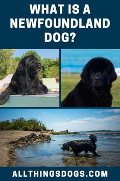 two black dogs are sitting in the water