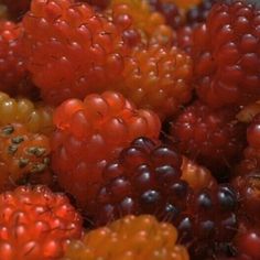 close up view of berries and other fruits