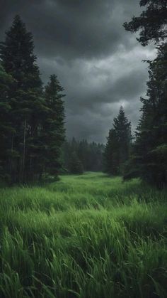 a field with tall grass and trees under a dark sky filled with clouds in the distance