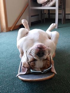 a white dog laying on top of a skateboard in the middle of a room