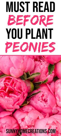 pink peonies with text overlay that reads, the most read before you plant peonies