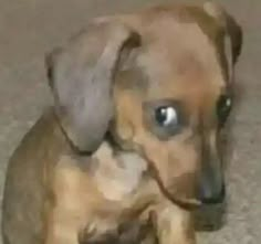 a small brown dog sitting on top of a carpet