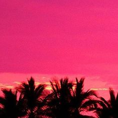 palm trees are silhouetted against a pink sky