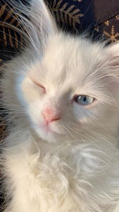 a white cat with blue eyes laying down