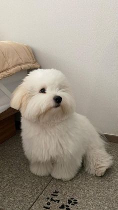 a small white dog sitting next to a bed