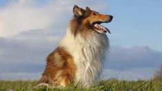 Perros Golden Retriever, Collie Breeds, Aggressive Animals, Apartment Dogs, Dog Brain, Rough Collie, Herding Dogs, Purebred Dogs, Best Dog Breeds