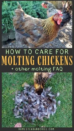 how to care for molting chickens and other molting faqs