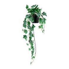 a potted plant with green leaves hanging from it's side on a white background