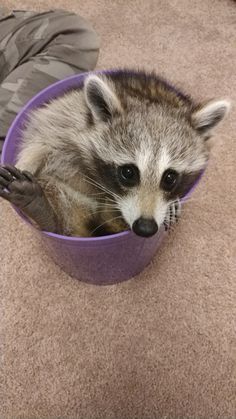 a raccoon sitting in a purple bowl on the floor