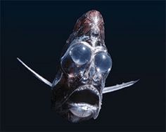 an image of a weird looking fish with big eyes and sharp claws on it's head