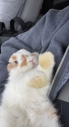 a brown and white cat laying on top of a car seat next to a blanket