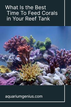 an aquarium with corals and seaweed in the background text reads, what is the best time to feed corals in your reef tank?