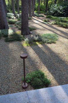 the sun shines through the trees in this park area with gravel and plants on the ground